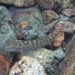Striped Stone Loach - Photo (c) Tommy, some rights reserved (CC BY-NC), uploaded by Tommy