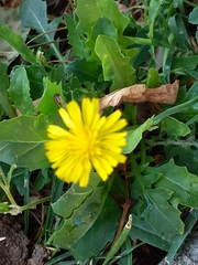 Cichorieae