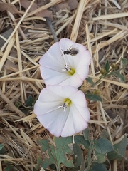 Convolvulus arvensis