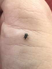 Curculionidae