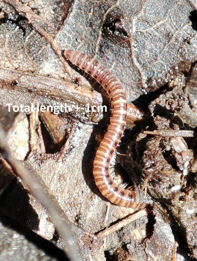 Iulomorpha
