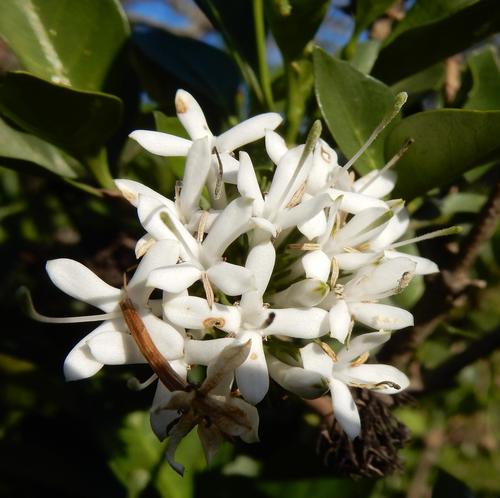 Eastern Cape Bride's Bush (Pavetta capensis)