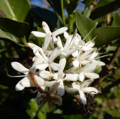 Eastern Cape Bride's Bush (Pavetta capensis)