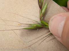 Elymus hirsutus