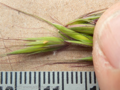 Elymus hirsutus