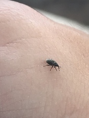 Curculionidae