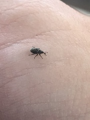 Curculionidae