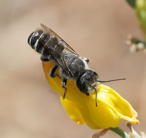 Davidson's Leaf-cutter Bee