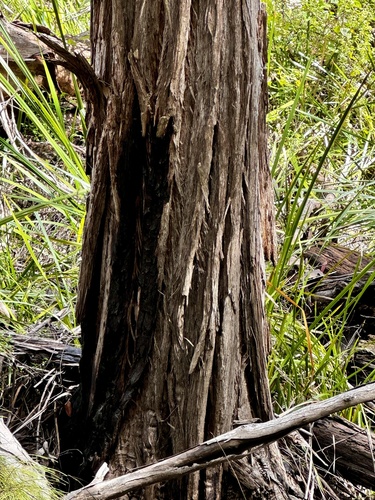Image of Taxandria juniperina by (c) pimelea, some rights reserved (CC BY)