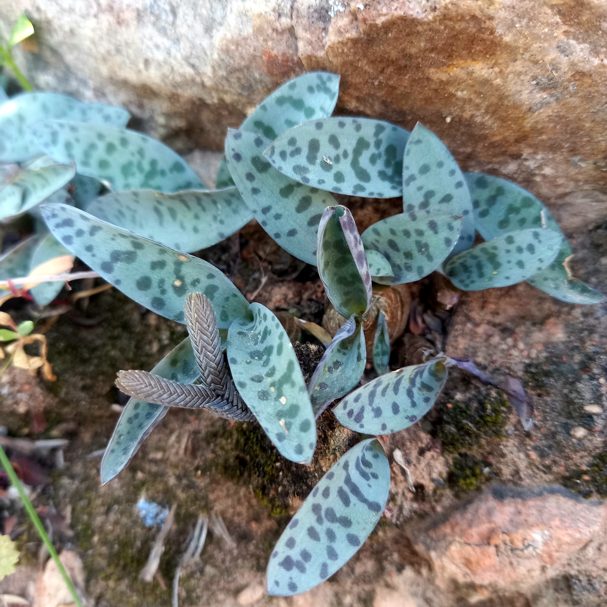 Ledebouria Socialis (Ledebouria socialis)