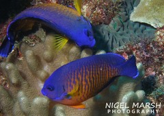 Centropyge bispinosa