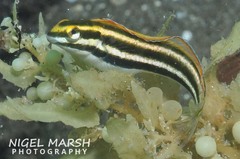 Petroscirtes fallax