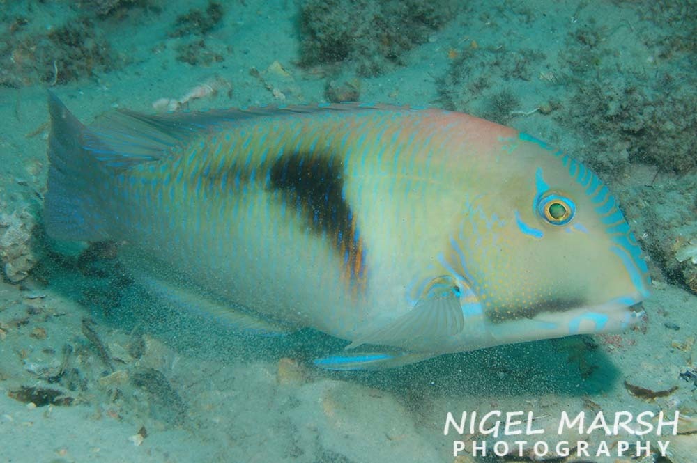 Purple Tuskfish