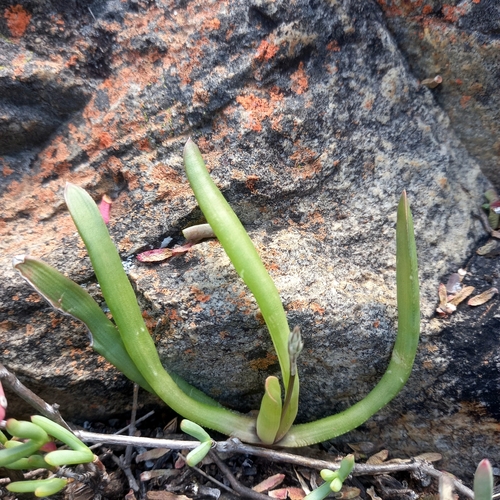 Haworthia blackburniae
