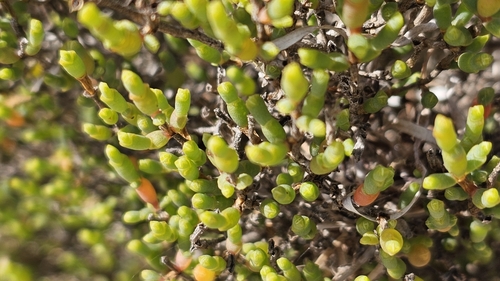Image of Tecticornia arbuscula by (c) Rosalie Lawrence, some rights reserved (CC BY)
