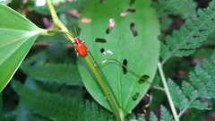 Lilioceris formosana