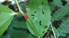Lilioceris formosana