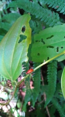 Lilioceris formosana