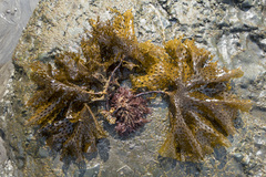 Thalassiophyllum clathrus