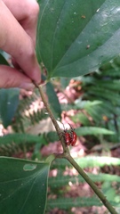 Lilioceris formosana