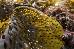 Thalassiophyllum clathrus