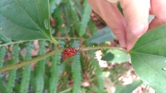 Lilioceris formosana