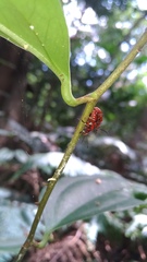 Lilioceris formosana