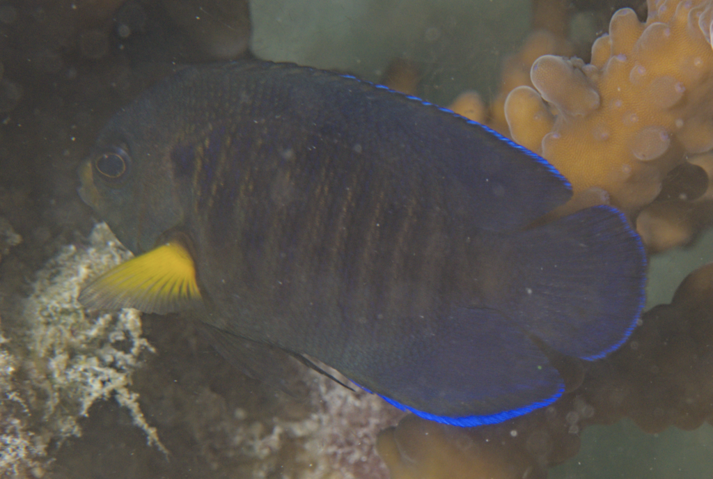 Moonbeam Angelfish