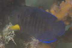 Moonbeam Angelfish photo 1