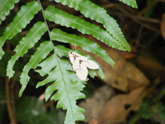 Amsactoides solitaria