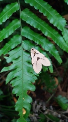 Amsactoides solitaria