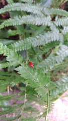 Lilioceris formosana