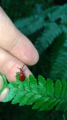 Lilioceris formosana
