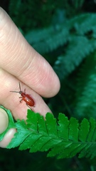 Lilioceris formosana