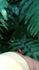 Lilioceris formosana