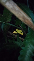 Corymica arnearia