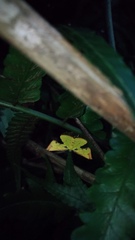 Corymica arnearia