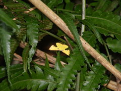 Corymica arnearia