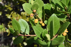 Maytenus procumbens