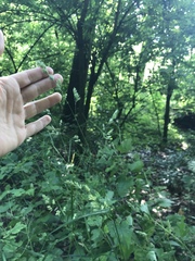 Dactylis glomerata lobata