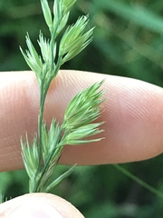 Dactylis glomerata lobata