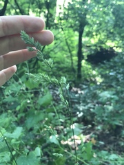 Dactylis glomerata lobata