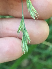 Dactylis glomerata lobata