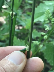 Dactylis glomerata lobata