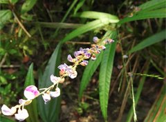 Tadehagi triquetrum