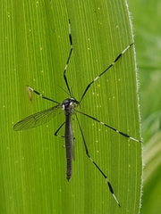 Bittacomorpha occidentalis