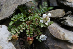 Rubus taiwanicola