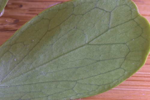 Image of Dovyalis lucida by (c) Andrew Gillespie, some rights reserved (CC BY-SA)