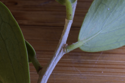 Image of Dovyalis lucida by (c) Andrew Gillespie, some rights reserved (CC BY-SA)