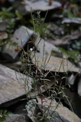 Epilobium amurense